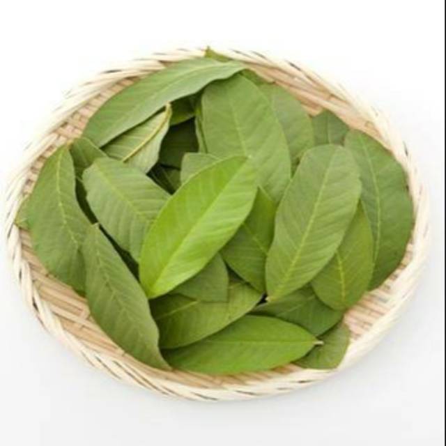 

Daun Jambu Biji 50 lembar