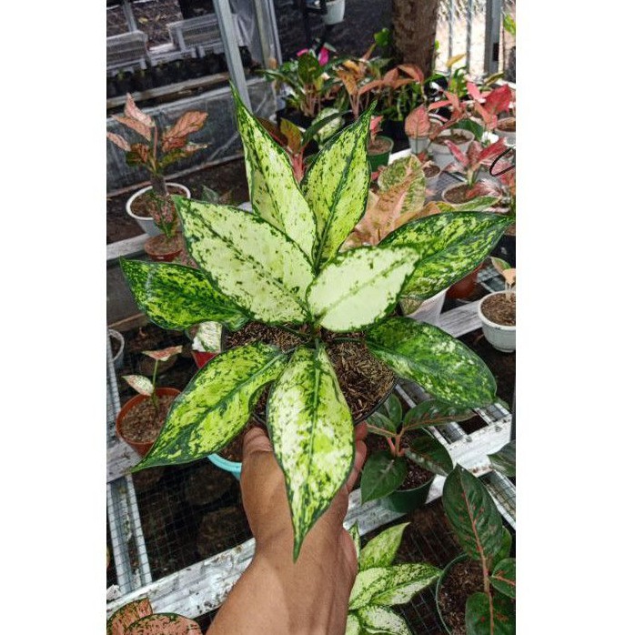 aglonema Siam paragon