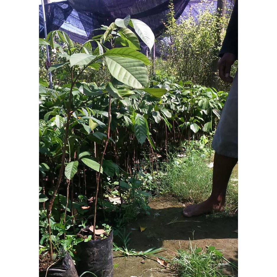 Super Bibit Duku Palembang Tanpa Biji Sambung Grafting