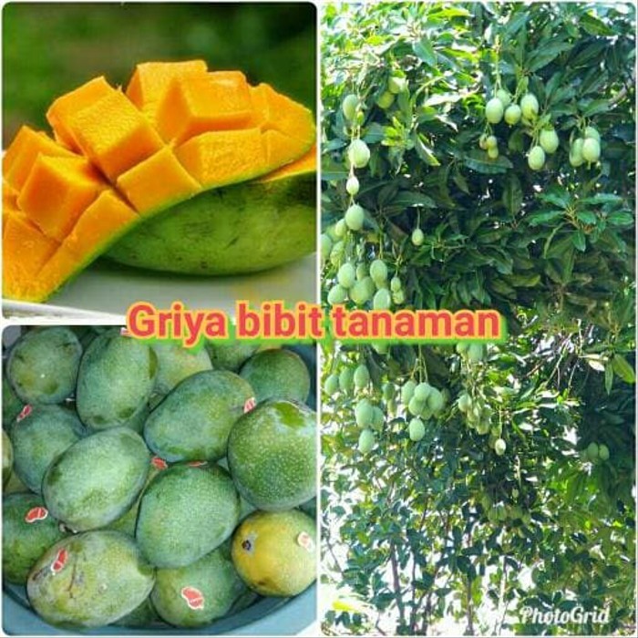 bibit mangga manalagi / bibit mangga madu super / bibit buah buahan