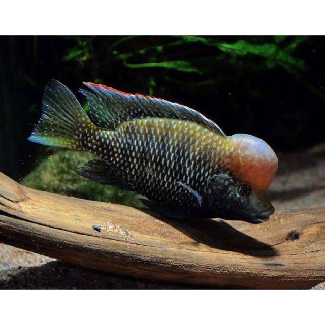 Danakilia sp Sukhoray Cichlid African
