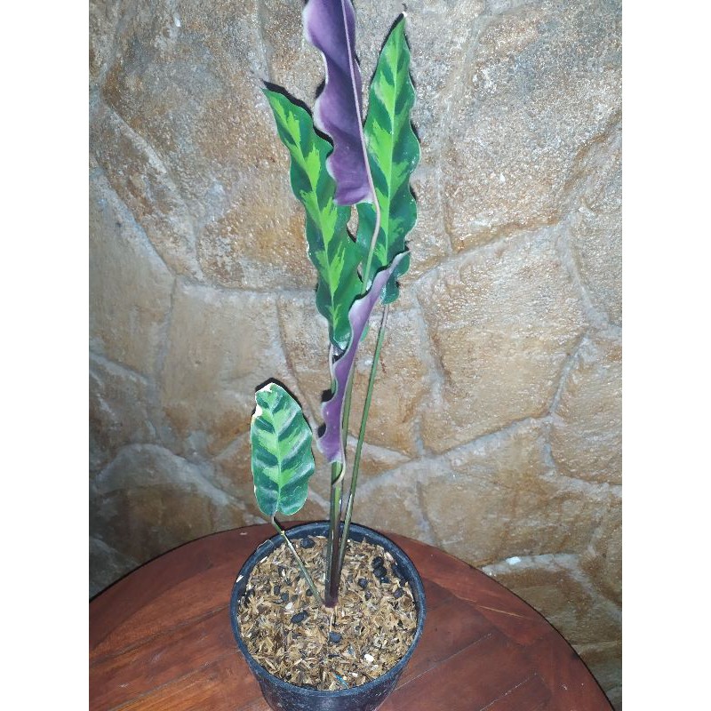 TANAMAN HIAS CATALEA BULU AYAM