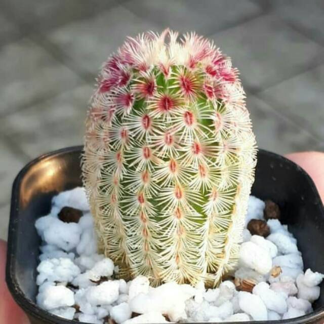 10pcs Biji Benih Tanaman Kaktus Rainbow Import