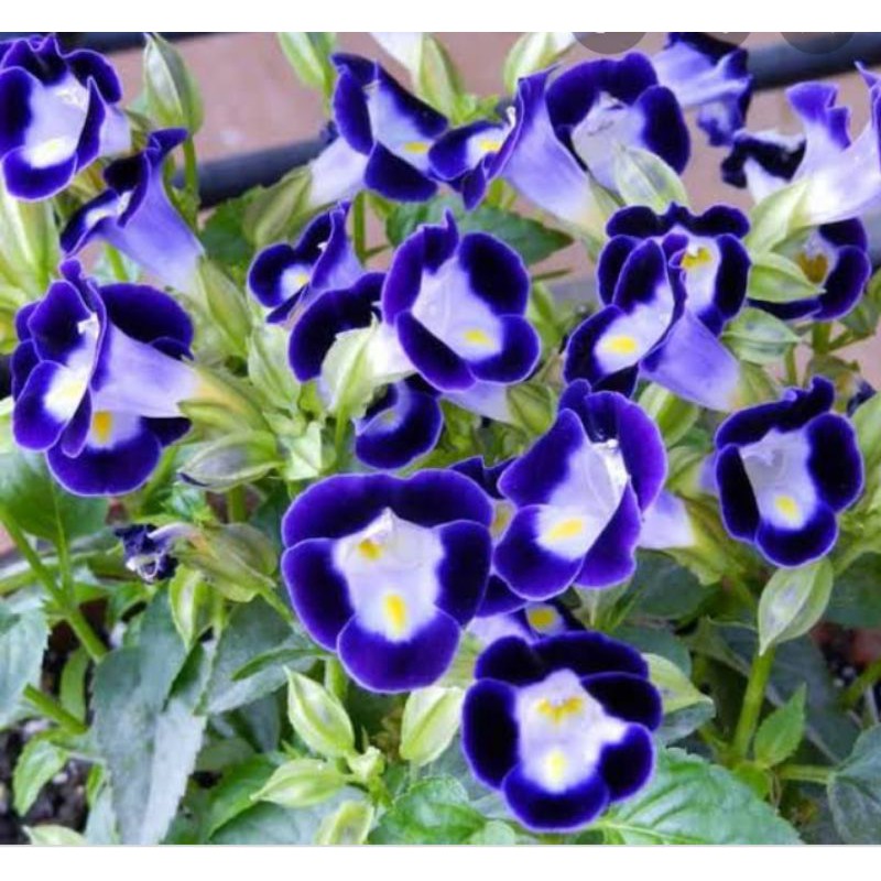 bibit bunga hias mata kucing,1paket 2 bibit