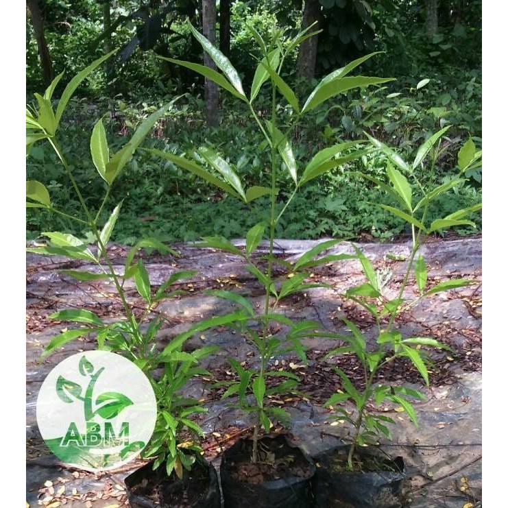 Bibit Tanaman Pohon Cendana Wangi NTT