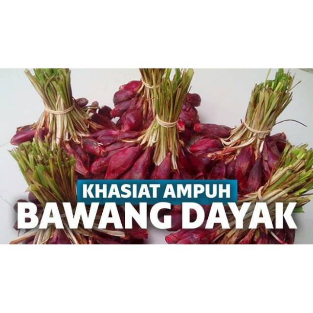 BAWANG DAYAK SEGAR 1KG