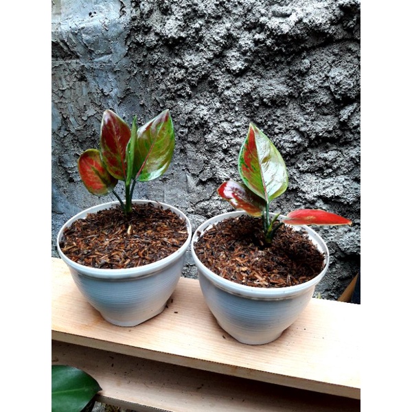 aglonema ayunindi remaja original/asli sesuai poto