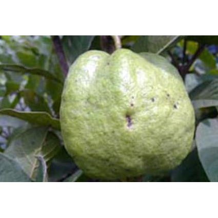 Bibit Tanaman Buah Jambu Biji Kristal Baru