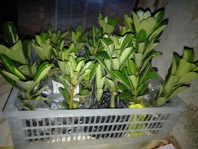 Bibit Adenium Waves Blue Ice Size A