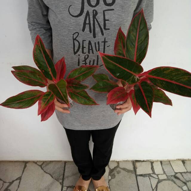 Tanaman hias Aglonema aglaonema siam aurora indukan