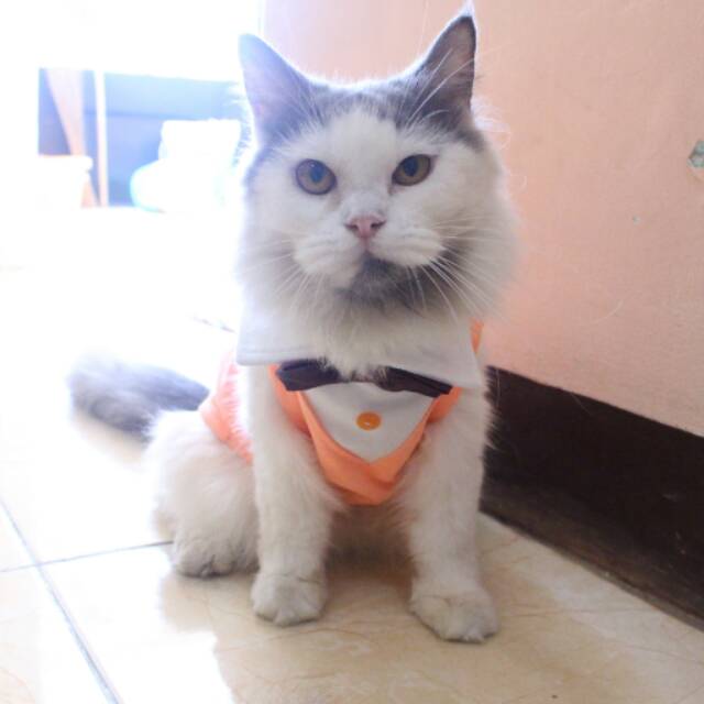 Kaos orange tuxedo untuk kucing dan anjing /Jual Baju Kucing Terlengkap &amp; Berkualitas size S M L XL