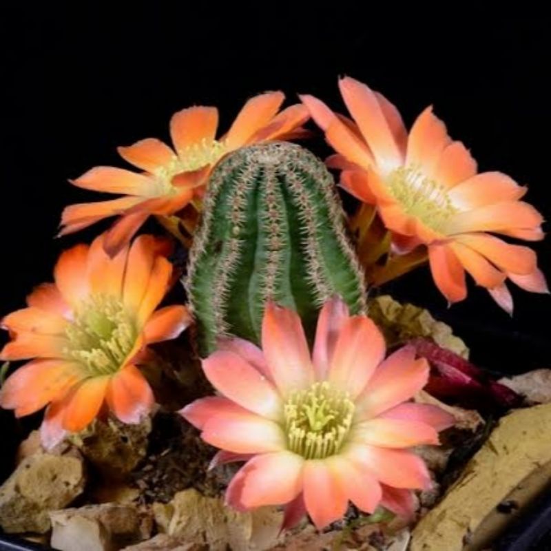 Kaktus Rebutia Torquata /Echinopsis kepala catur/Kaktus ownroot