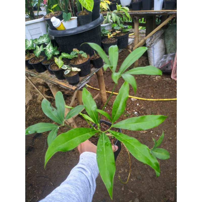 philodenron goeldii size M