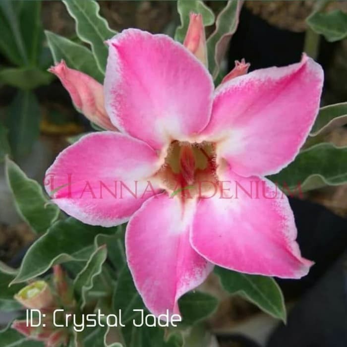 Bibit Bunga Kamboja Adenium Crystal Jade