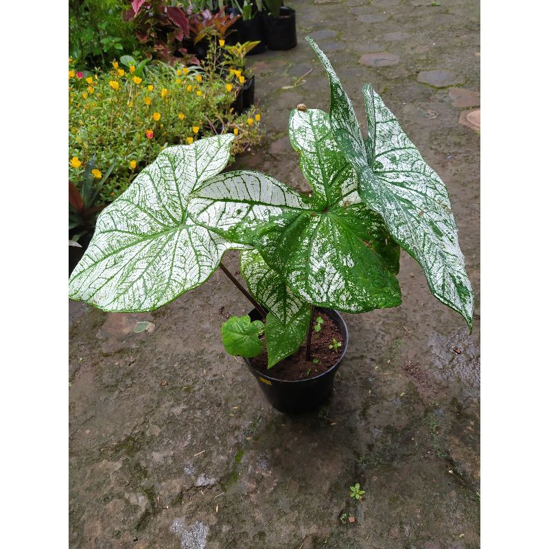 

Caladium White Christmas / Keladi Putih (dikirim sesuai gambar)