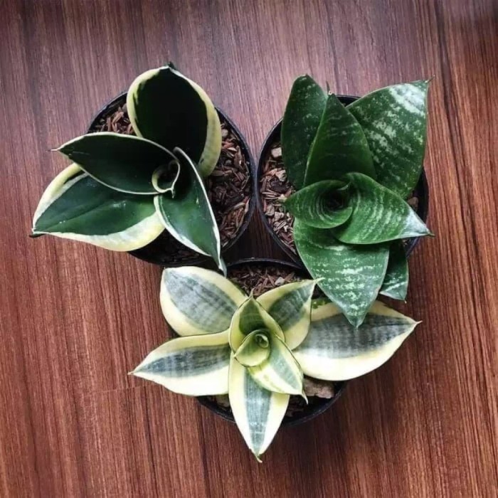 Paket tanaman hias Sensivera mini - lidah mertua mini