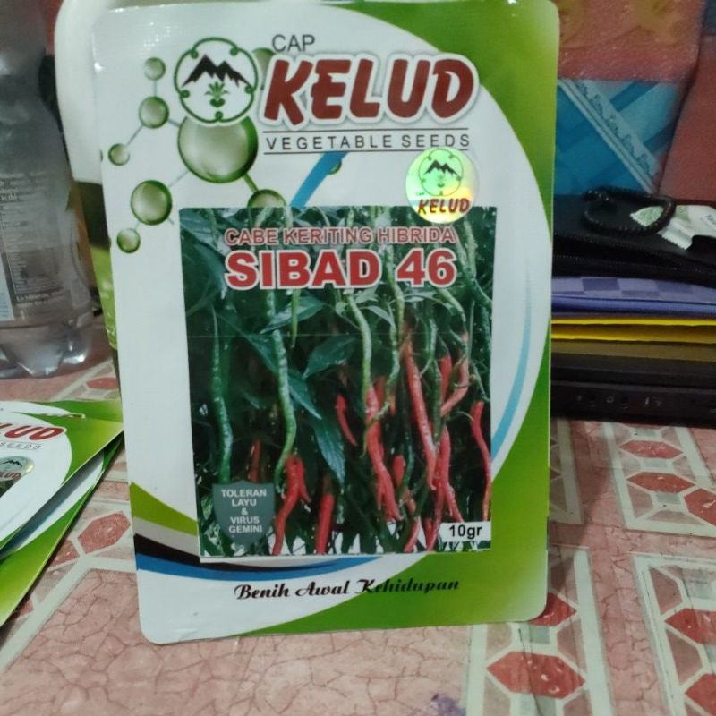 CABE KERITING HIBRIDA F1 SIBAD 46