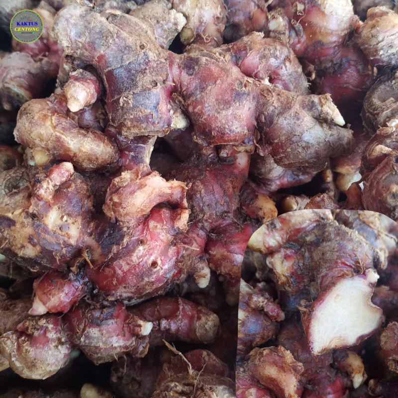 

Jahe merah Fresh sudah di cuci