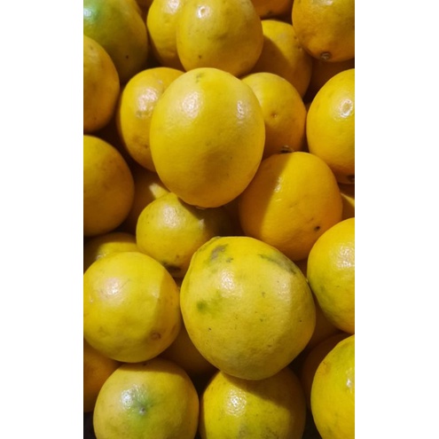 

jeruk lemon segar 500gr