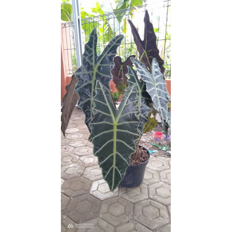 Alocasia amazon