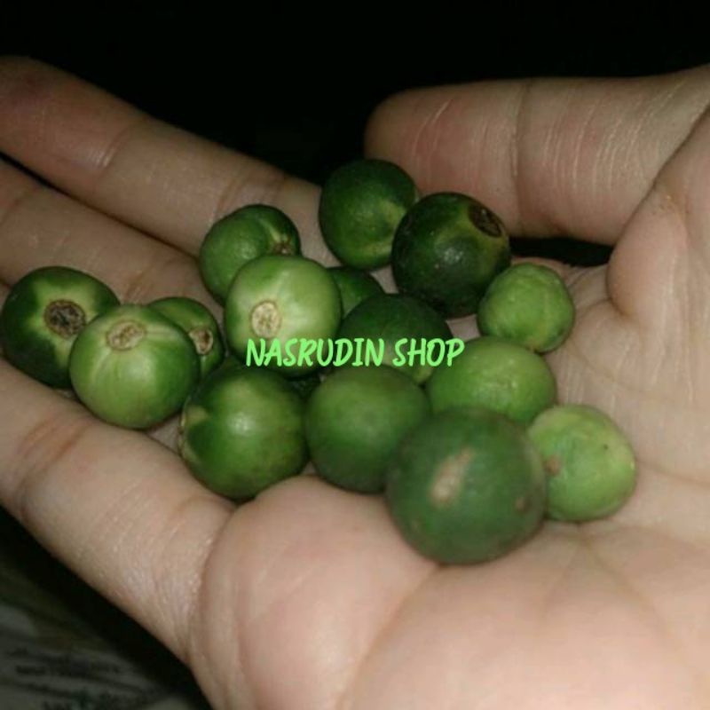 

[Fresh] BUAH CEPOKAK 100 BIJI BUAH TEKOKAK RIMBANG SEGAR