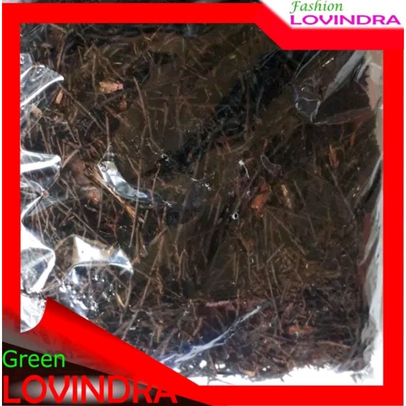 Akar Pakis Cacah Media Taman Anggrek