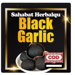 

BAWANG LANANG BLACK GARLIC BAWANG HITAM TUNGGAL BAWANG TUNGGAL BAWANG LANANG READY STOK