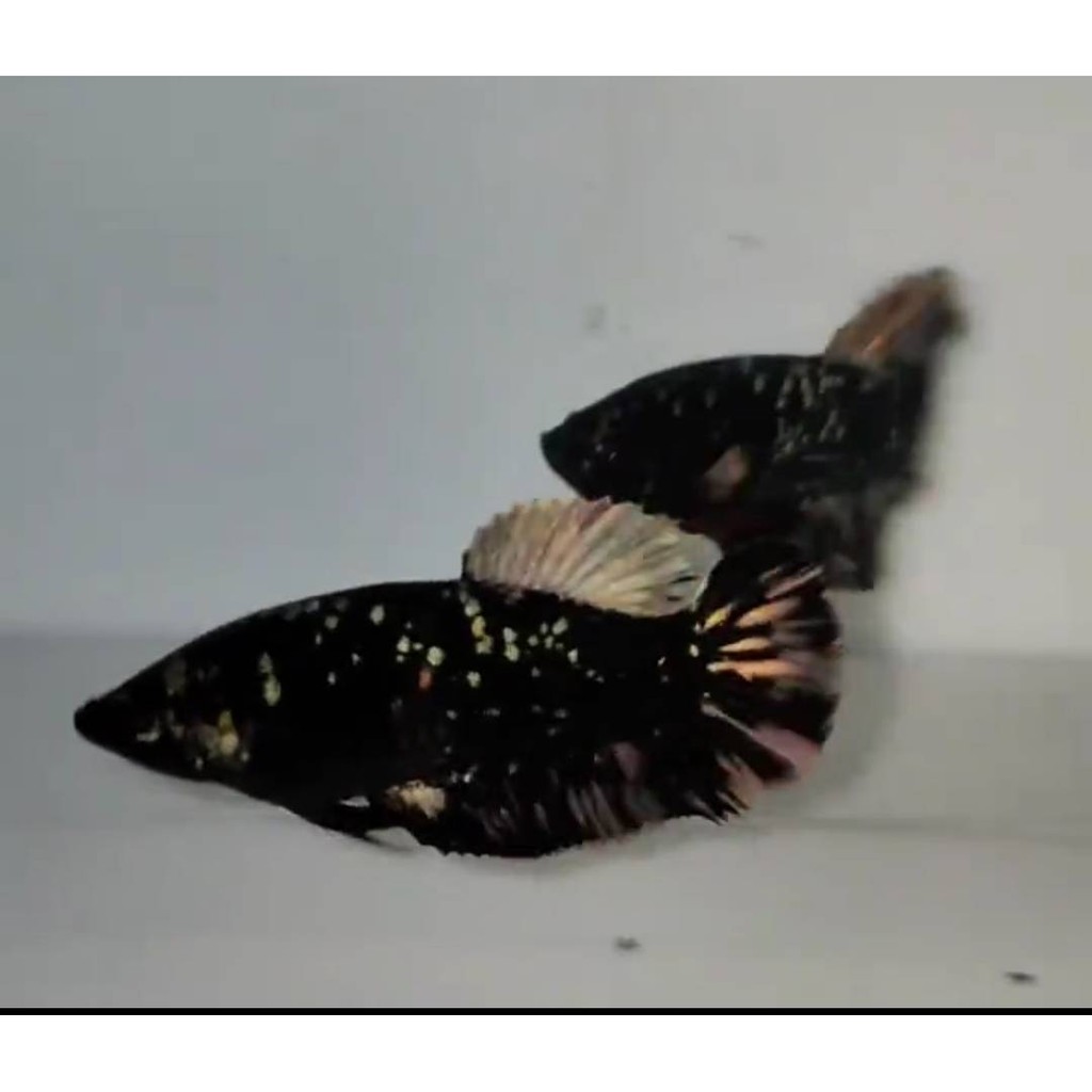 PAIR CUPANG AVATAR COOPER GOLD TOP GRADE,Kuncop Black Jaguar,LINE JENDRAL CIREBON