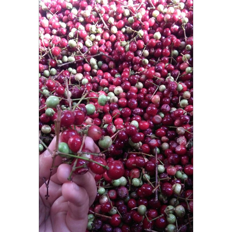 1 kg Benih Biji Pohon Daun Salam Rempah