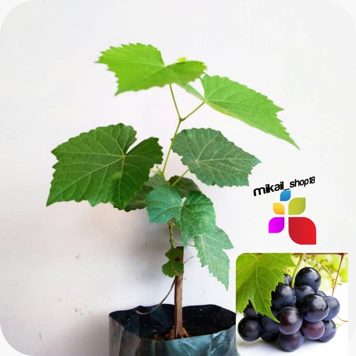 Bibit tanaman pohon buah anggur hitam bibit anggur hitam