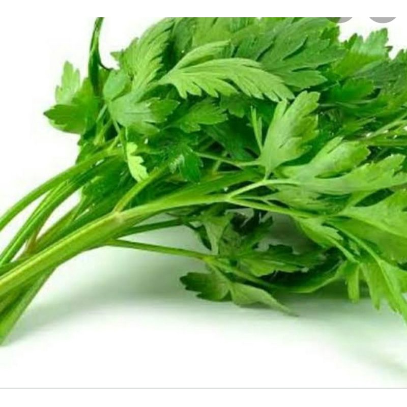 

Daun saledri segar/250grm