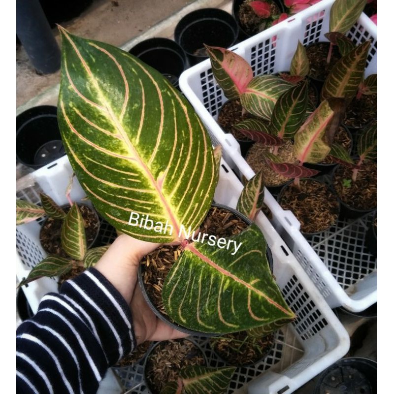 tanaman hias aglonema pride of sumatra/red sumatra 2 daun