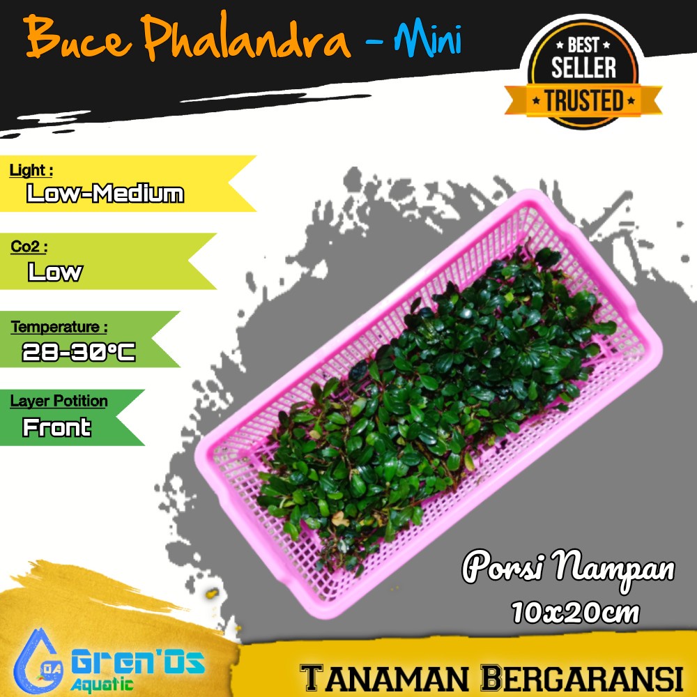 BucePhalandra Buce Phalandra Palandra Mini - Tanaman Tumbuhan Aquascape Low Co2 Coin