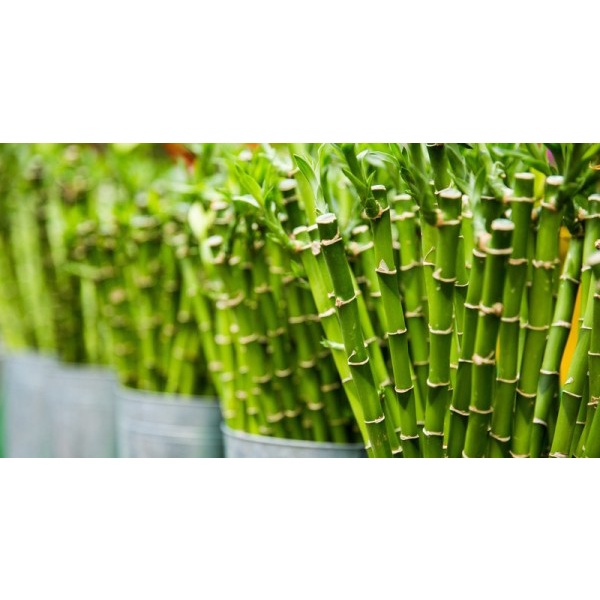 TANAMAN BAMBU HOKI BAMBU AIR TANAMAN HIAS BAMBU REJEKI MURAH