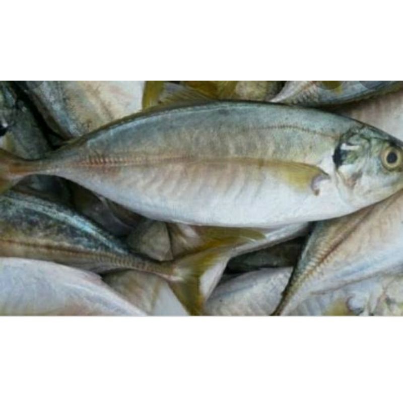 

ikan kembung chomo/selar malem