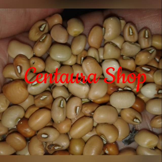 

Kacang Tolo / Kacang Tunggak Cokelat Kwalitas Super Unggul 1kg