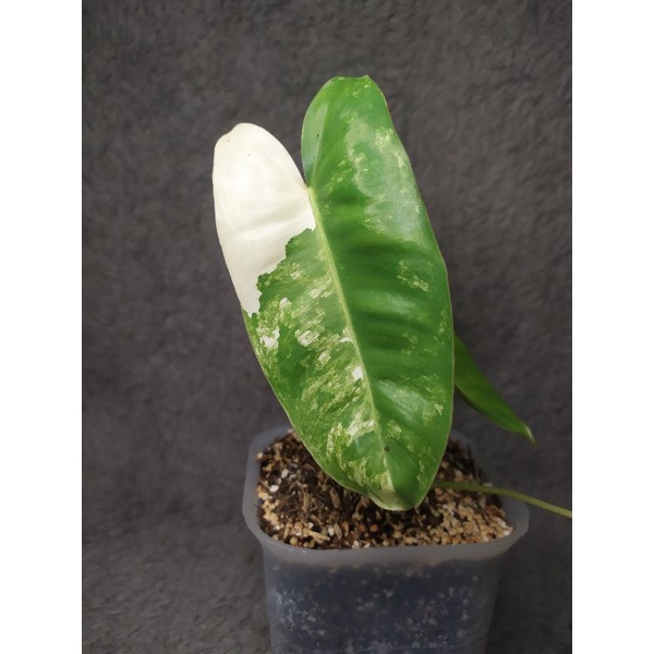 burlemarx variegata stang orange