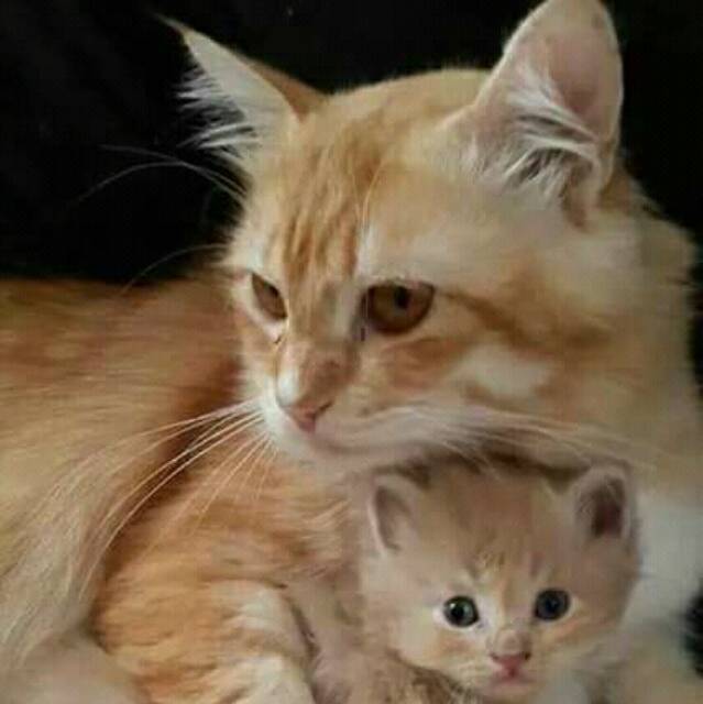 madu_randu_mdi17