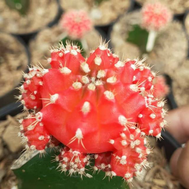 Kaktus gymno red lokal