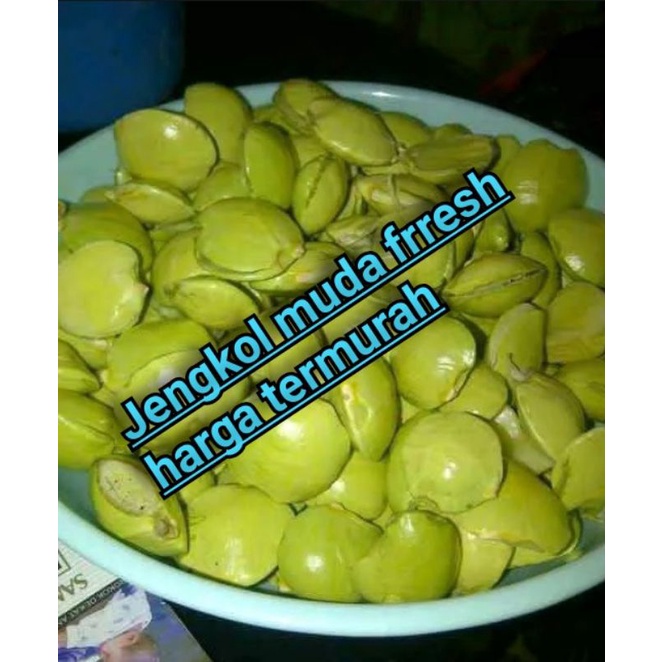 

Jengkol muda Tua Ready buah Frresh dadakan ambil dari pohon