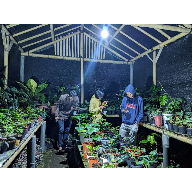 Link CO Live Produk 1 Kg Diatas 70 Ribu