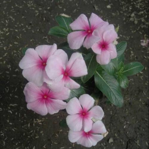 Bibit Benih Biji Bunga Vinca Grey - Biji Tanaman Bunga Vinca Grey - Bunga Vinca Grey - COD