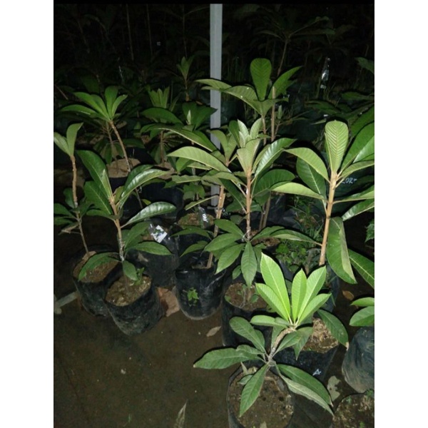 MAMEY SAPOTE LORITO CANGKOK