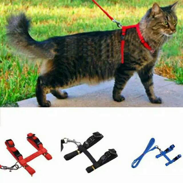 Harness H kucing + harness Y kucing