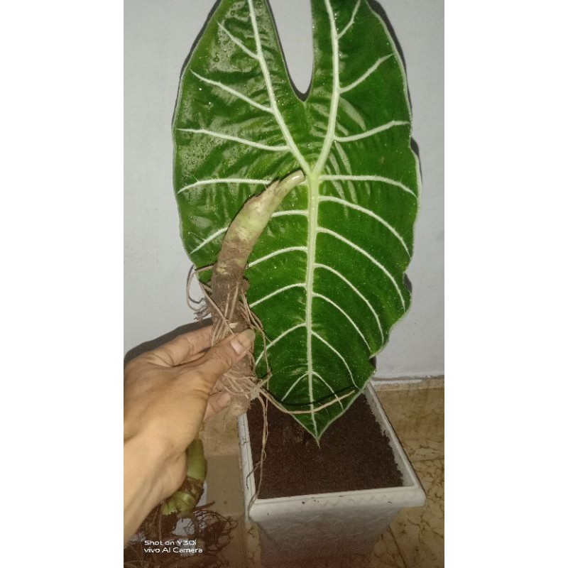 bonggol alocasia watsoniana
