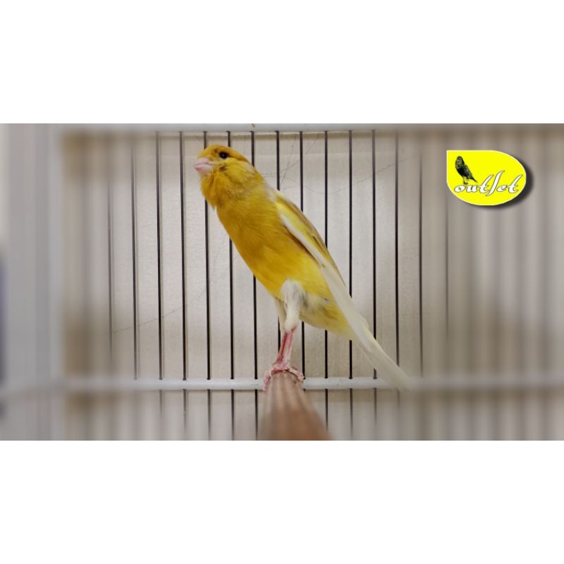 Kenari AF Jantan warna dan Postur Mewah