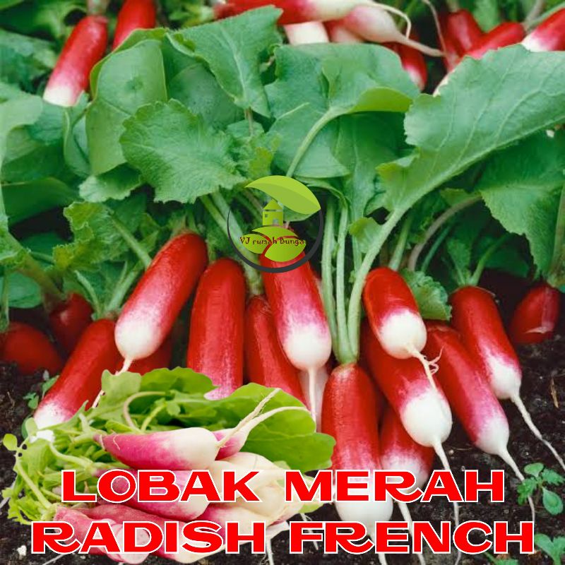 Benih Bibit Lobak Merah Radish French Breakfast Benih Radis