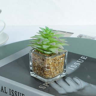 Homes bunga hias bonsai  succulent baru lidah buaya Pot  