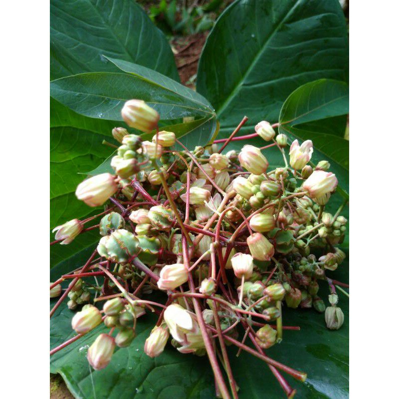 

sayuran segar bunga singkong segar fresh