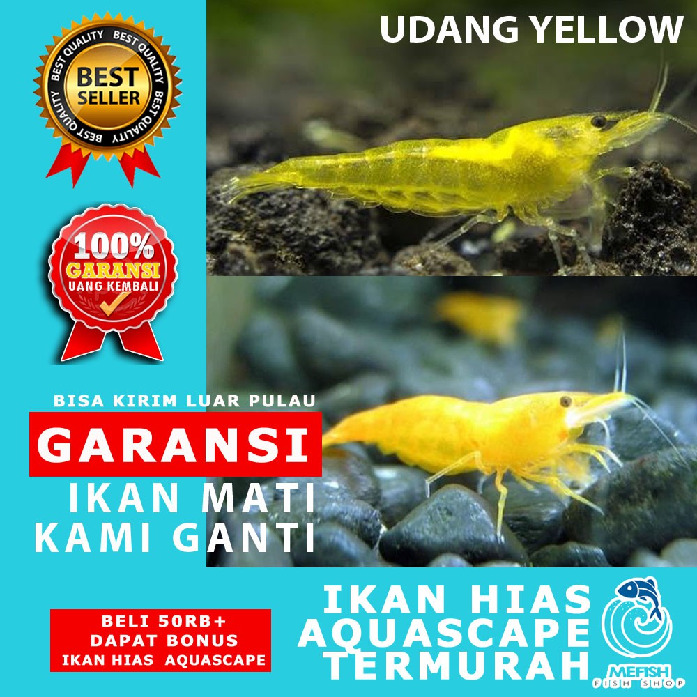 Udang Aquascape / Udang Hias Aquascape / Udang Hias Aquarium - MEFISH